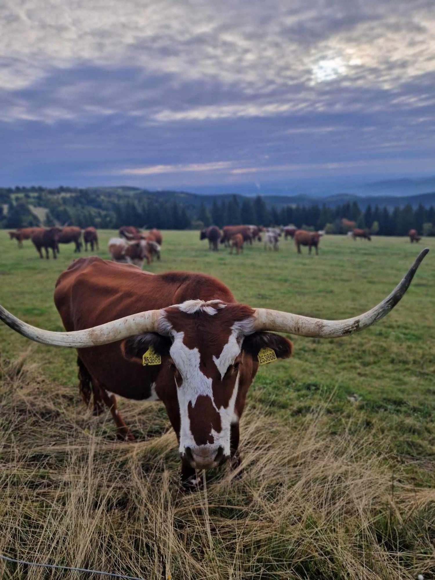 Chata Jeleni Drevenice S Vlastni Virivkou Horni Halze Buitenkant foto